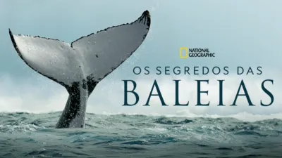 Os Segredos das Baleias