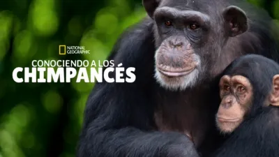 Conociendo a los chimpancés
