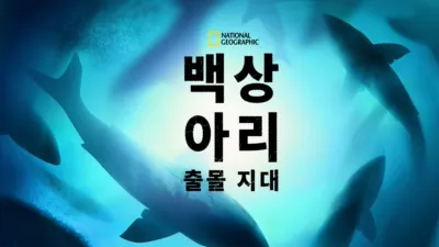 백상아리 출몰 지대