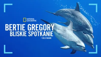 Bertie Gregory: bliskie spotkanie z delfinami