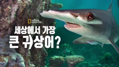 세상에서 가장 큰 귀상어?