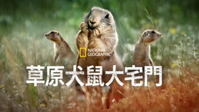 草原犬鼠大宅門