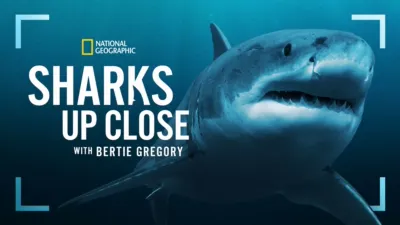 Sharks Up Close with Bertie Gregory