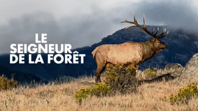 Seigneur de la forêt, Le