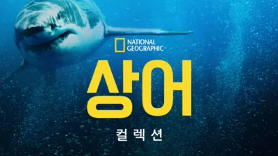 내셔널지오그래픽 상어