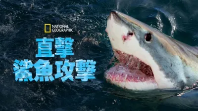 直擊鯊魚攻擊