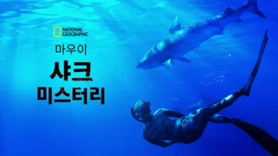 마우이 샤크 미스터리