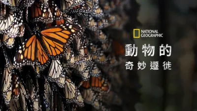 動物的奇妙遷徙