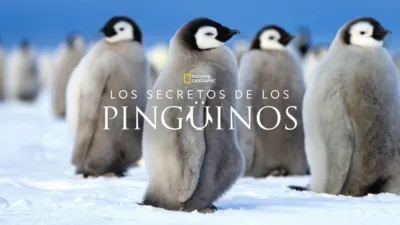 Los secretos de los pingüinos