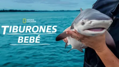 Tiburones bebé