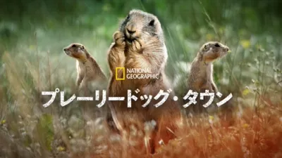 プレーリードッグ・タウン