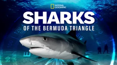 Sharks Of The Bermuda Triangle