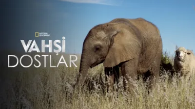 Vahşi Dostlar