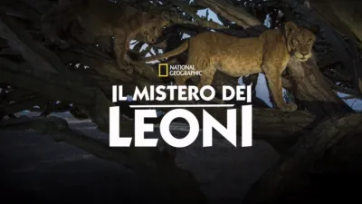 Il Mistero dei Leoni