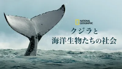 クジラと海洋生物たちの社会