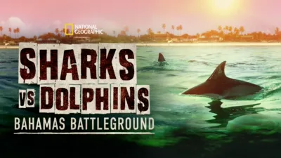 Sharks vs. Dolphins: Bahamas Battleground
