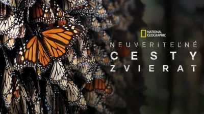 Najúžasnejšie cesty zvierat