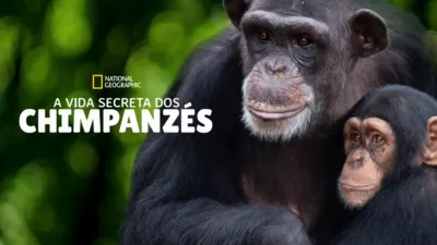 A Vida Secreta Dos Chimpanzés
