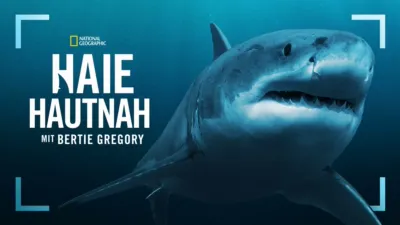 Haie hautnah mit Bertie Gregory