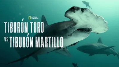Tiburón toro vs tiburón martillo