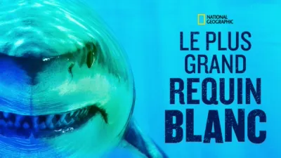 World's Biggest Great White?