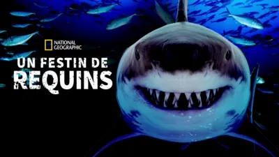 Un festin de requins