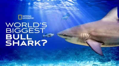 World's Biggest Bullshark