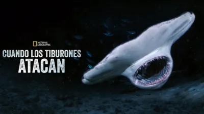 When Sharks Attack... And Why