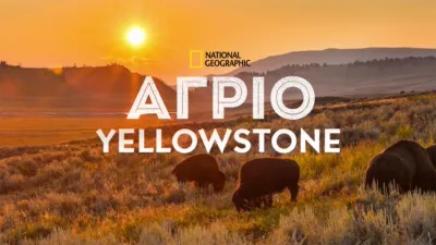 Άγριο Yellowstone