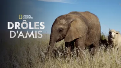 Drôles d'amis