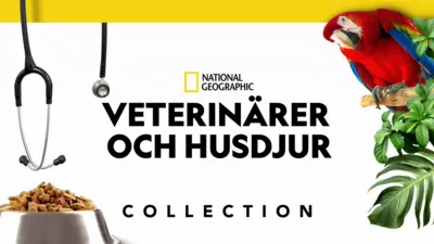 Veterinärer och husdjur