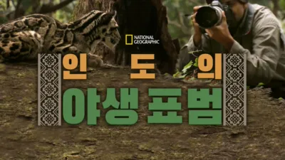 인도의 야생 표범