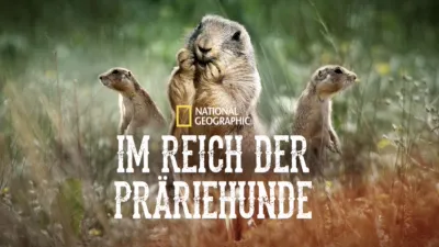 Im Reich der Präriehunde