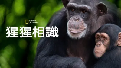 猩猩相識