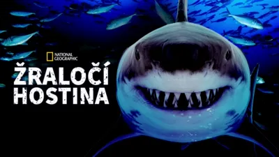 Žraločí hostina
