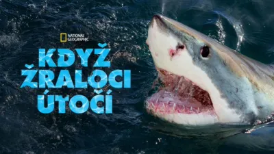 Když žraloci útočí