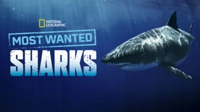 Most Wanted Sharks