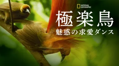 極楽鳥～魅惑の求愛ダンス