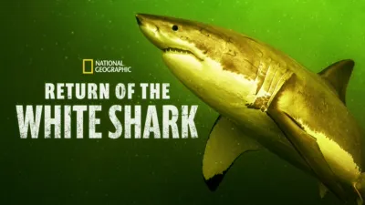 Return of the White Shark