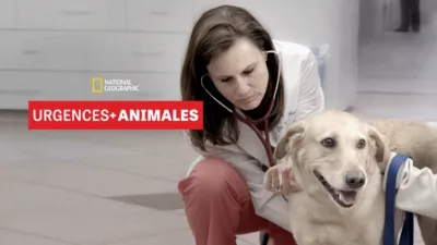 Urgences animales