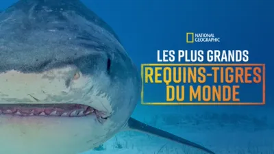 Les requins-tigres géants