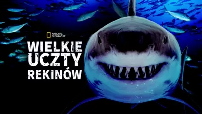 Wielkie uczty rekinów