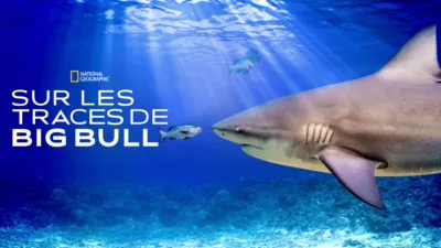 Sur les traces de Big Bull