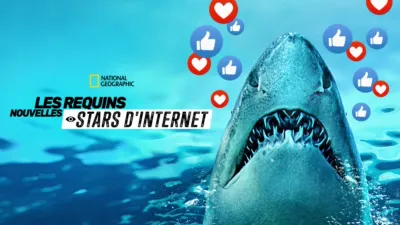 Les requins : nouvelles stars d'Internet