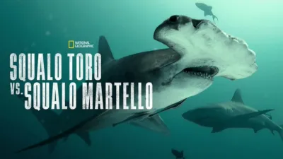 Squalo Toro vs. Squalo Martello