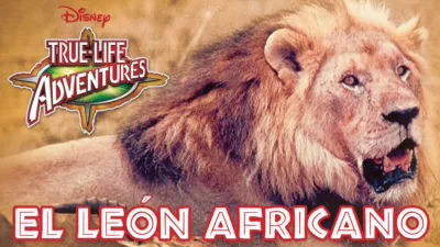 El león africano