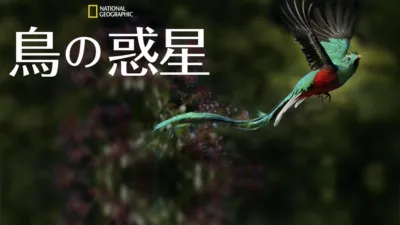 鳥の惑星