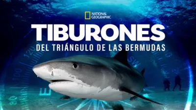 Sharks of The Bermuda Triangle
