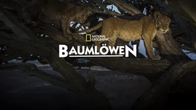 Baumlöwen: Rückkehr nach Uganda
