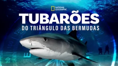 Sharks of The Bermuda Triangle